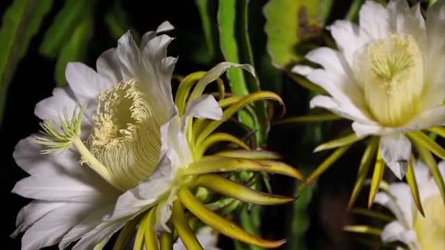 Dragon Fruit Flower Blooming